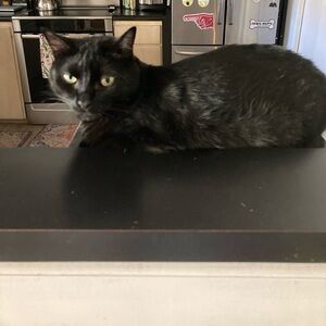 Meet your Posher, Sherry